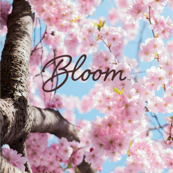 Bloom Cherry Blossom