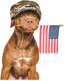 Pit bull dog with cameo hat holding american flag